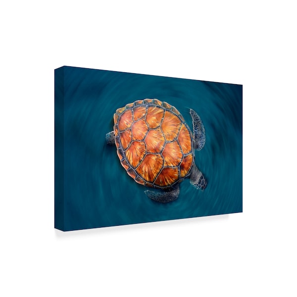 Sergi Garcia 'Spin Turtle' Canvas Art,16x24